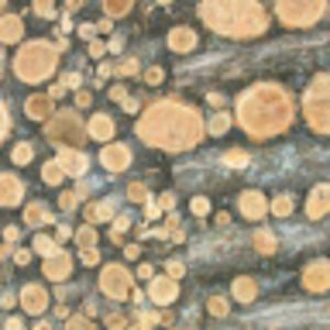 Meet your Posher, Stick